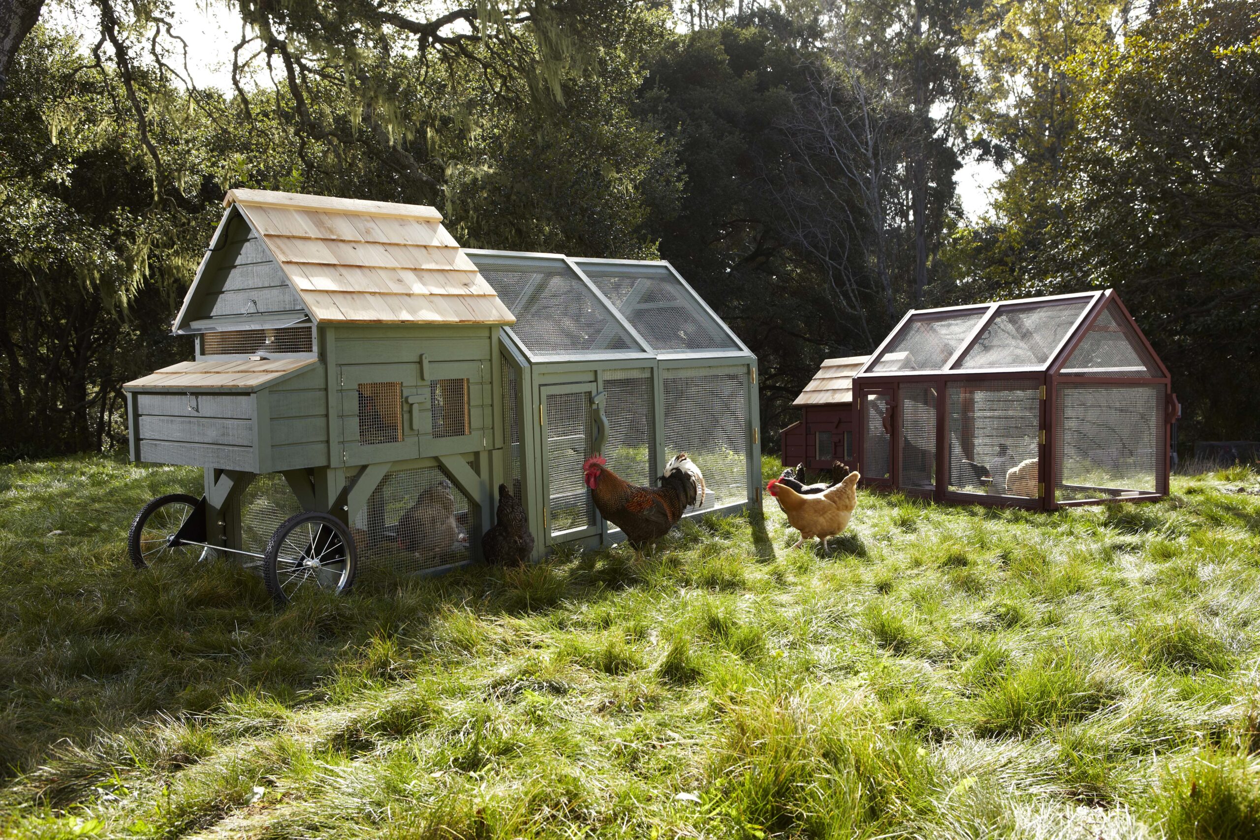 Chicken Coops