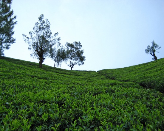 tea fields Flickr/4Neus