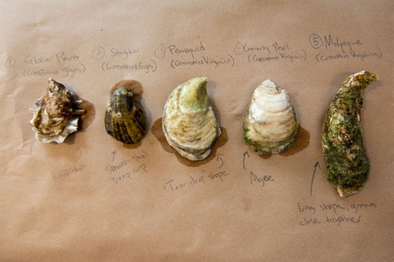 A Brief Guide To Oysters And Their Shells | Edible Brooklyn