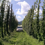 Hopyard ILF 001