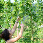 Megan Hop picking