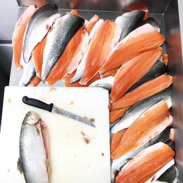 greenpointfish