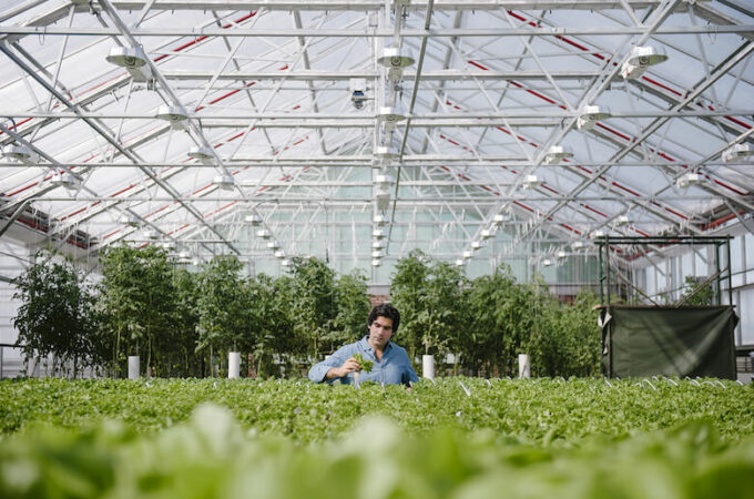 Gotham Greens: A Farm Grows in Brooklyn - Bloomberg