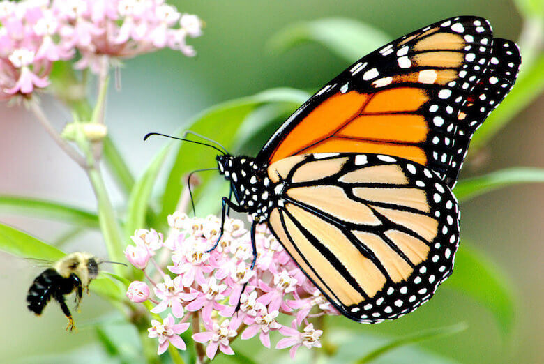 The New York Botanical Garden Wants You to Help Study the City's