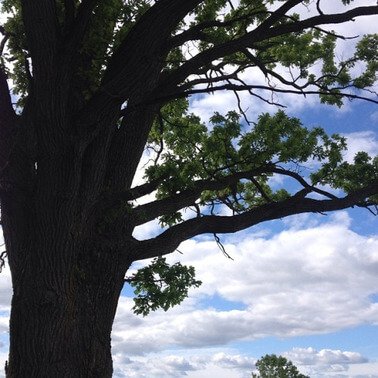 Cloud-Study-Prospect-Park