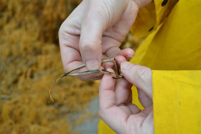 DIY-Seed-Saving