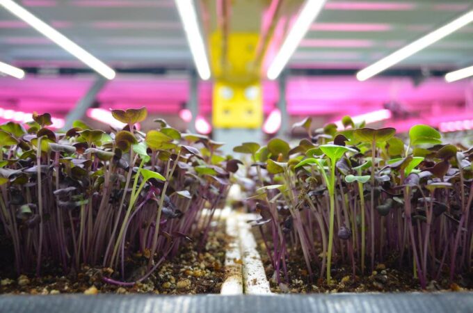 Edenworks Micro Radish