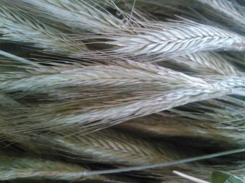 Wild-Rye-Rumpus-Saturday