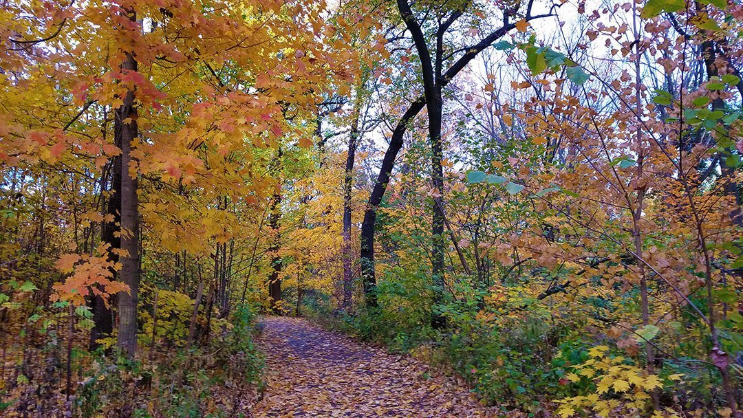 Fall-Forage-Walk-Prospect-Park