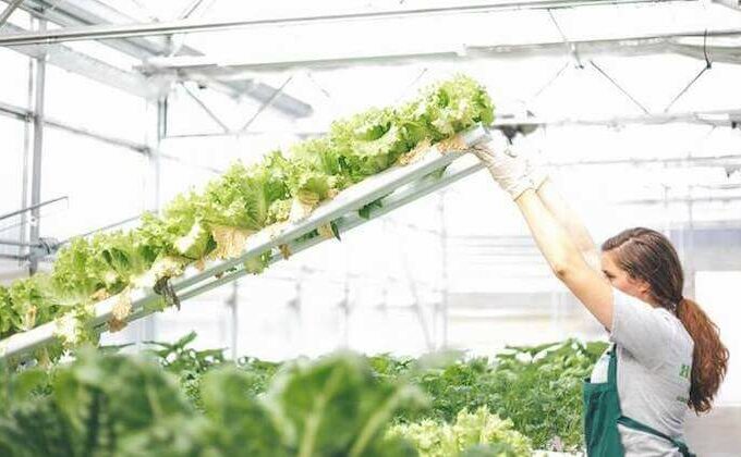 americanhydroponics