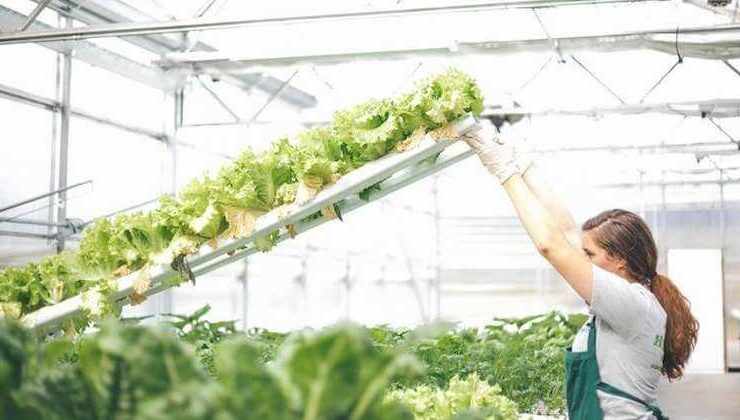americanhydroponics