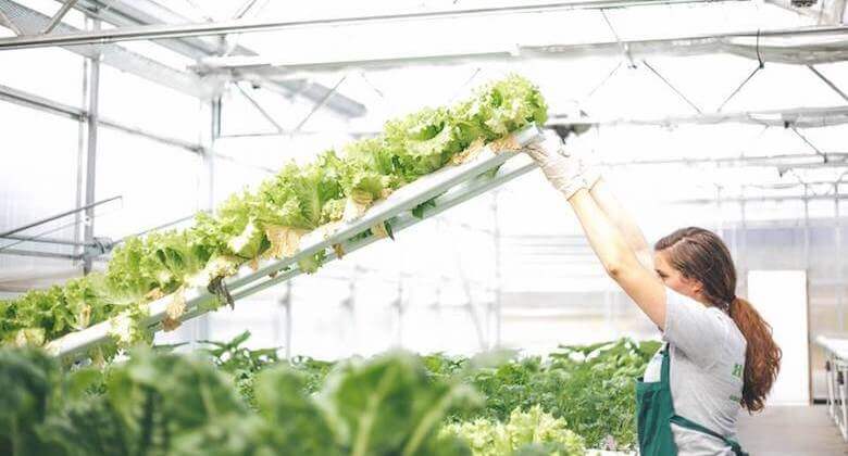 americanhydroponics