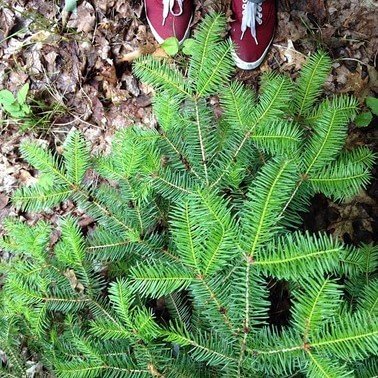 Evergreens-and-Beautiful-Bark