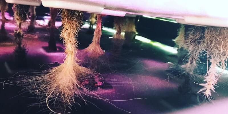 Sustainable-Growth