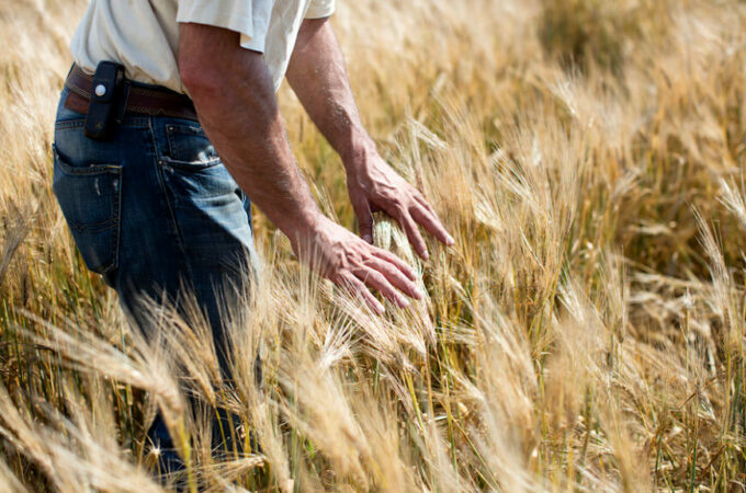 2015_SGBleicher_Local_Grains_Miglioreli_005-870x580