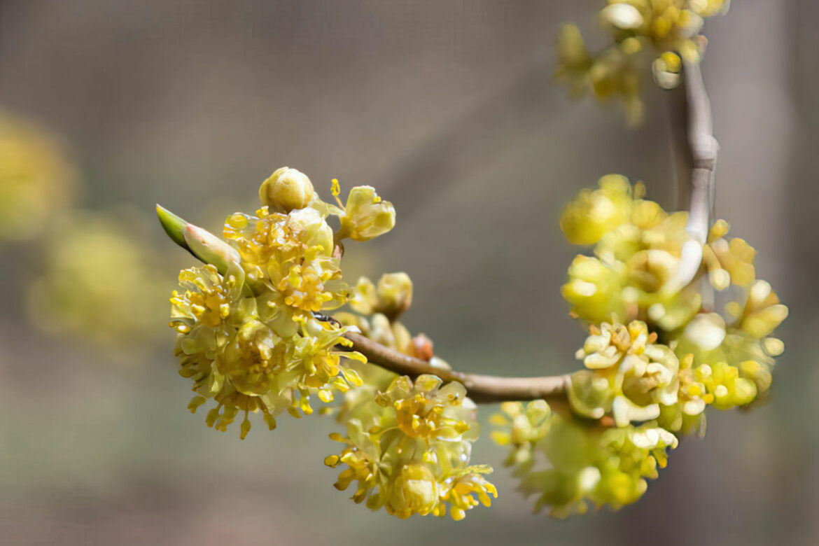 yellow spicebush growing in the wild