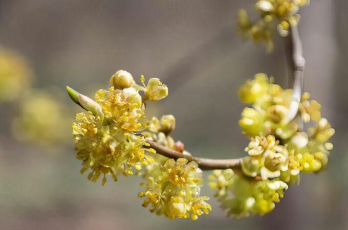 yellow spicebush growing in the wild