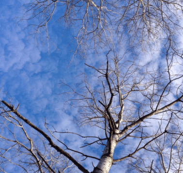 beautiful-barks-signs-spring