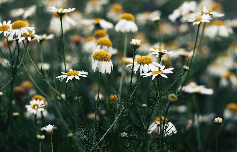 chamomile