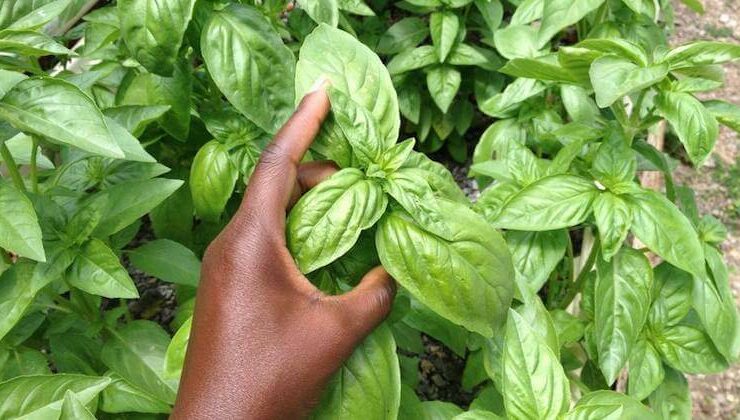 oko farms
