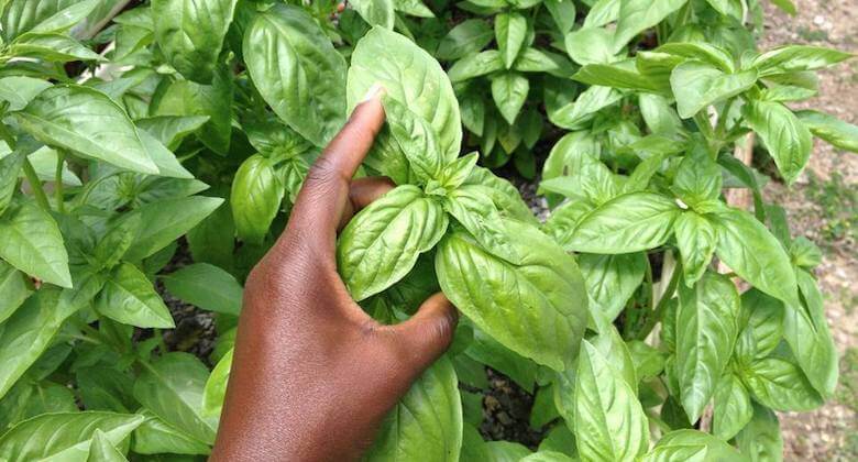 oko farms