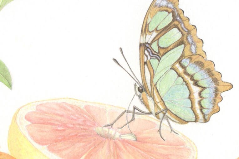 butterflies-in-colored-pencil