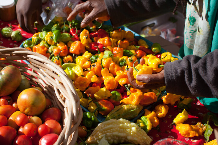 east new york farms urban gardening peppers