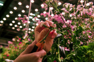 farm one indoor agriculture new york city