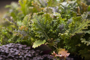 farm one indoor agriculture new york city