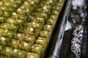 farm one indoor agriculture new york city