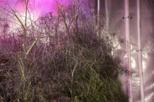 farm one indoor agriculture new york city