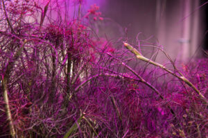 farm one indoor agriculture new york city