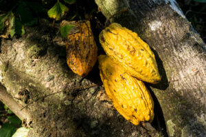 Cacao Pod_Credits Mike Grippi