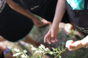 plant factory park slope