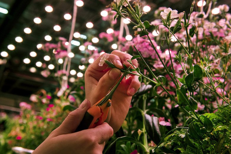 indooragriculture5