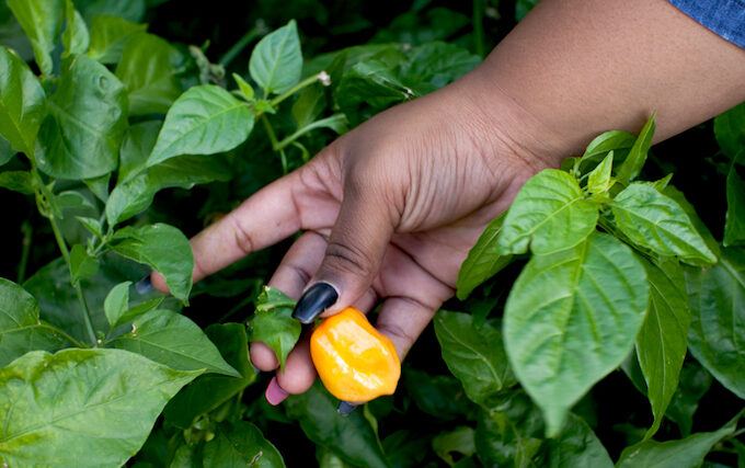 2015_EastNYFarms_ChrisSimpson_087