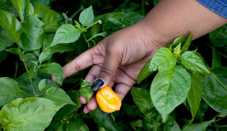 2015_EastNYFarms_ChrisSimpson_087