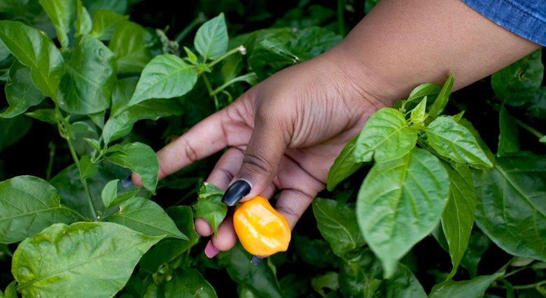 2015_EastNYFarms_ChrisSimpson_087