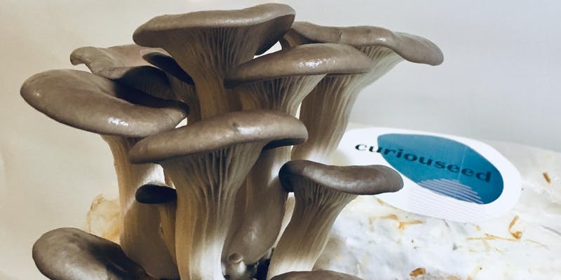 intro-diy-mushrooms