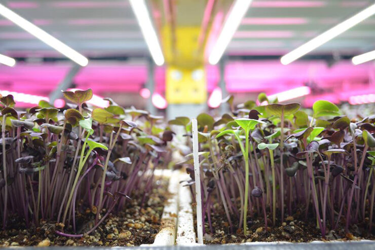 edenworks-aquaponics-new-york-city