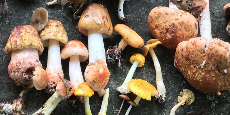 intro-to-mycology