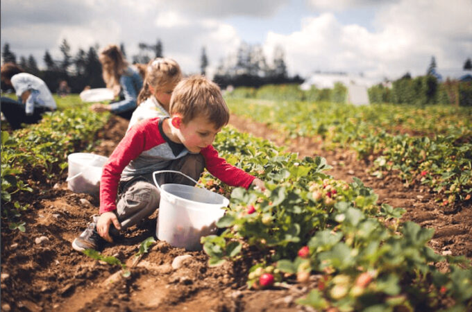 pick-berries-farms-hudson-valley