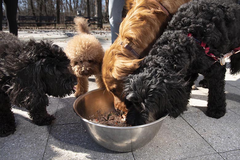 Human Grade Farm to Bowl Pet Food Is Here Edible Brooklyn