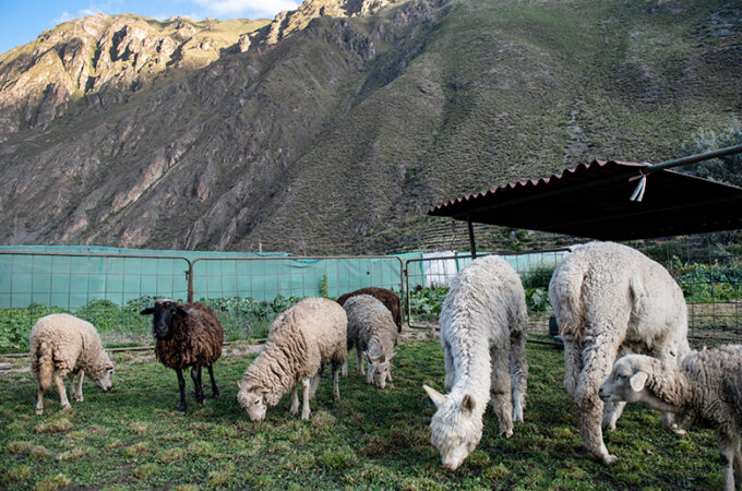 el-albergue-2019_Peru