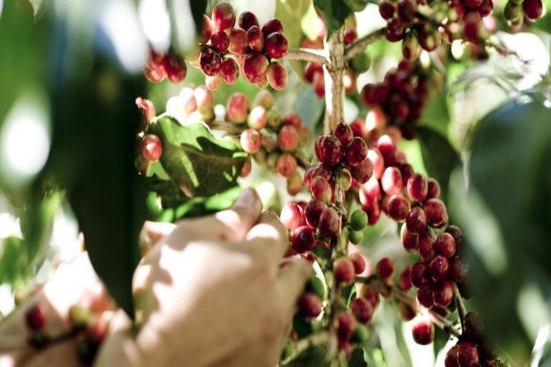 coffee_berries_780x520