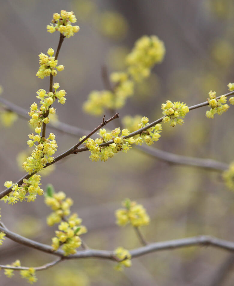 spicebush